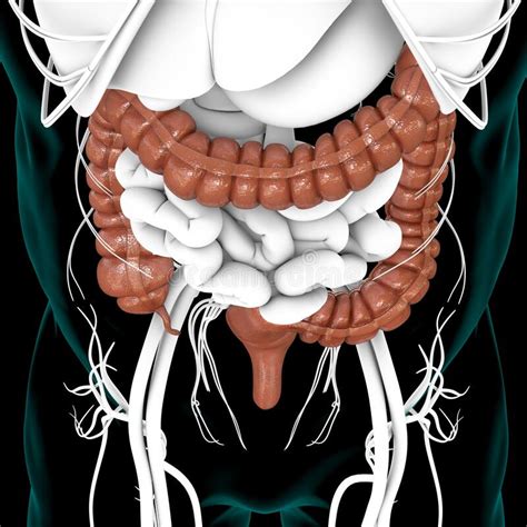 Large Intestine 3d Illustration Human Digestive System Anatomy Stock