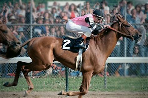 Affirmed 1978 Triple Crown Winner Saratoga Horse Racing