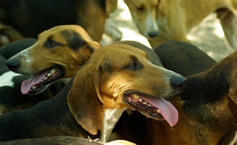 Meute De Chiens Fonctionnement De La Meute Quelles Races