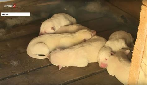 Cloned 'supermum' dog gives birth to second litter of puppies - Extra.ie