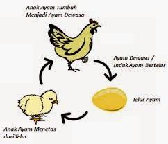 pelabuhan ilmu: Daur Hidup Ayam