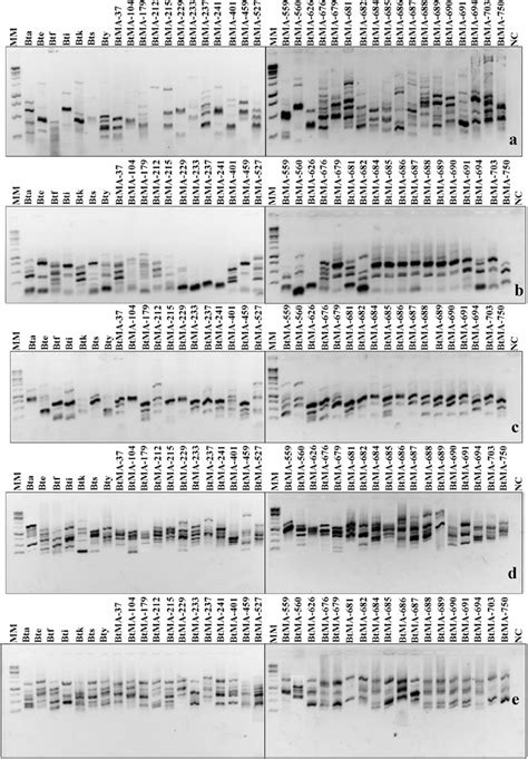 Rep PCR Fingerprint Showing The Amplification Of The BOX A ERIC B