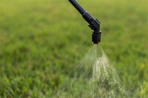 The 8 Most Notorious Lawn Weeds in North Texas & How to Get Rid of Them