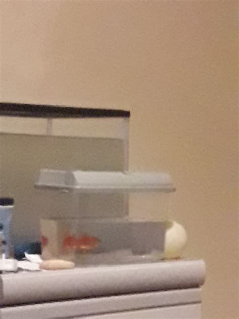 best goldfish stressed at home 2