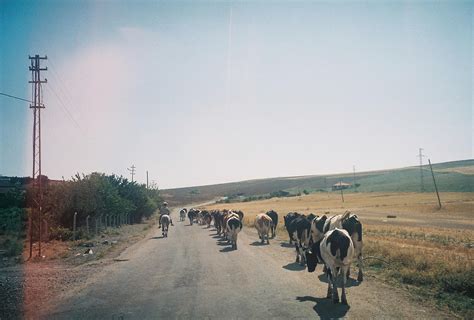 Herd of Wildebeest on Road · Free Stock Photo