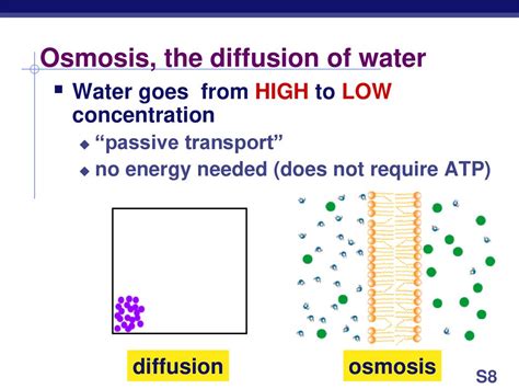 Transport Movement Across The Cell Membrane Ppt Download