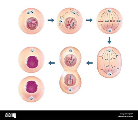 Ciclo De Vida Celular Fotos E Im Genes De Stock Alamy