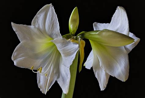 K Amaryllis Closeup Black Background White Flower Bud Hd