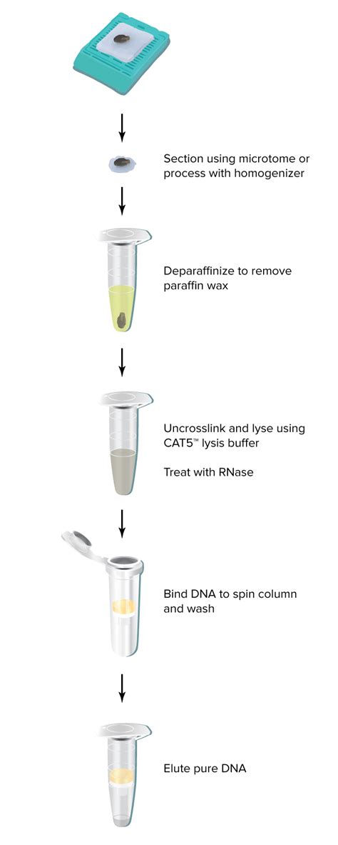 The Dnastorm™ Ffpe Dna Extraction Kit