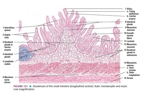 Histologi Sistem Pencernaan-Usus Halus dan Usus Besar | BlogK Putih