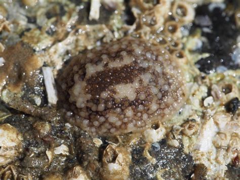 Barnacle Nudibranch Nudibranchs And Other Sea Slugs Of California