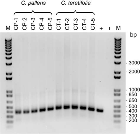 2 Amplification Of NifH Genes Using Universal Primer Sets IGK3 DVV