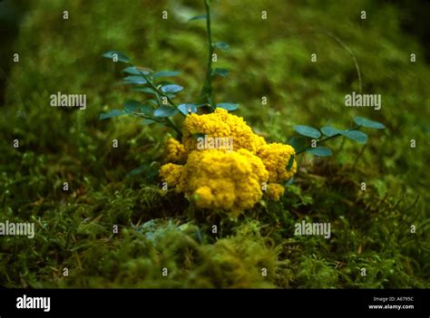 A Slime Mold Likely Physarum Polycephalum On The Forest Floor Of A Wooded Park In Portland