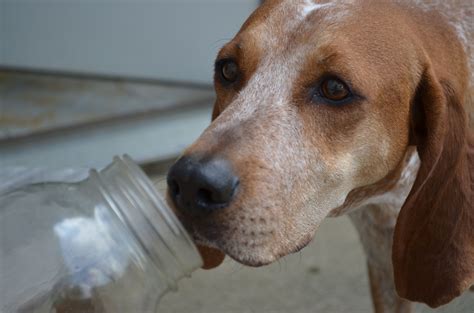 American English Coonhound / Redtick Coonhound | English coonhound, Red tick coonhound, Coonhound