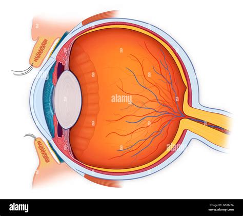 Querschnitt Des Menschlichen Auges Fotos Und Bildmaterial In Hoher