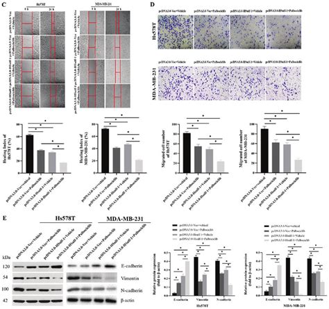 HSulf 1 In Combination With Palbociclib Exerts Synergistic Antitumor