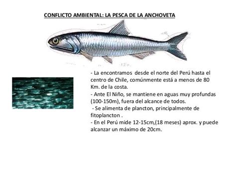 La Anchoveta Recurso HidrobiolÓgico