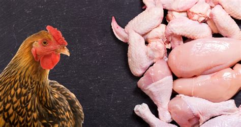 Chicken Prices Fixing Case Notice Issued Response Sought From Parties