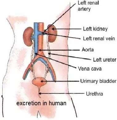 Life Process-4 Excretion in Human and Plants - Biology