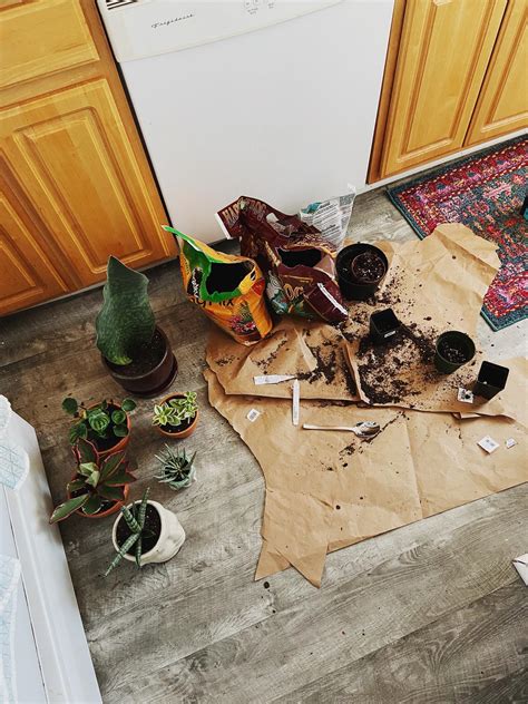 Small apartment life be like : r/houseplants