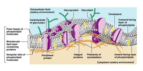 5 Plasma Membrane Structure Of A Mammalian Cell 141 Download Scientific Diagram