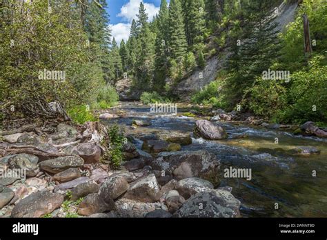 Crystal Clear Water Of Rattlesnake Creek Winds Through The Lolo