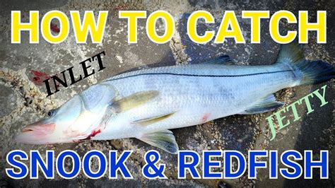 How To Catch Snook And Redfish Easy Set Up And The Best Bait Jetty