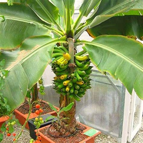 Dwarf Cavendish Banana Seed Kit Potted Fruit Tree Dwarf Fruit Trees