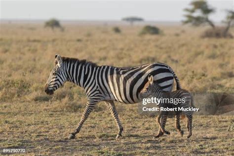 4,655 Female Zebra Stock Photos, High-Res Pictures, and Images - Getty ...