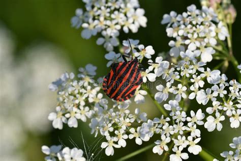 Bug Insects In The Spring Stock Image Image Of Green 92810701