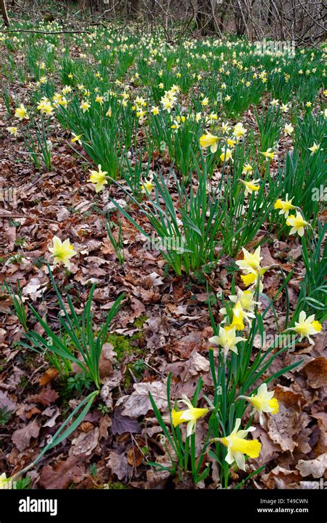 Wild Daffodil Narcissus Pseudonarcissus Wild Daffodils In Dymock