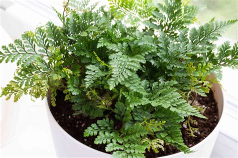 How To Grow And Care For Rabbit S Foot Davallia Fern