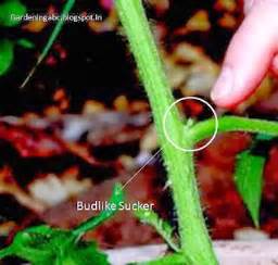 How To Prune Tomato Plants | Pruning Tomato Plants For Maximum Yield