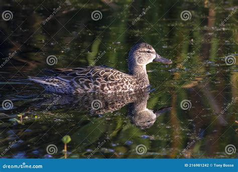 Female Blue Winged Teal Duck Stock Photo Image Of Nature Bird 216981242