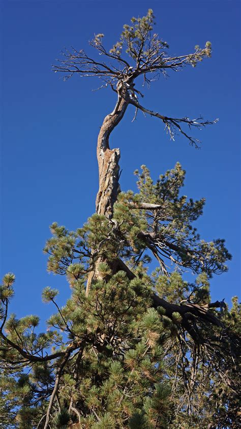 Still Standing Pine Tree Damian Gadal Flickr