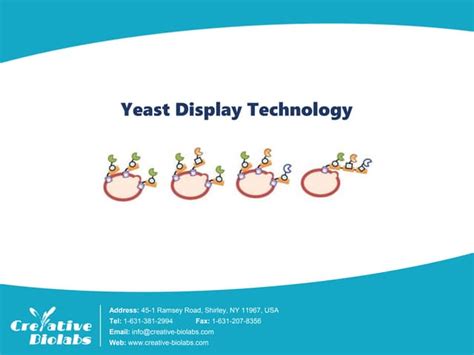 yeast display technology creative biolabs pptx