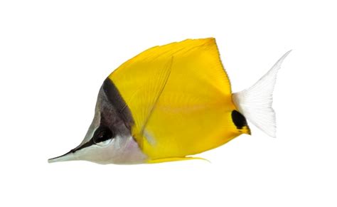 Premium Photo Side View Of A Longnose Butterflyfish Forcipiger