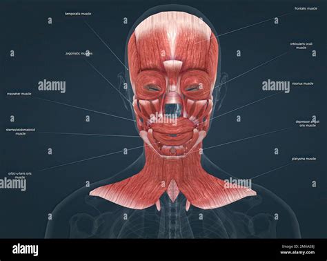 Anatomie Humaine D Une Anatomie F Minine Du Visage Du Cou Et De L