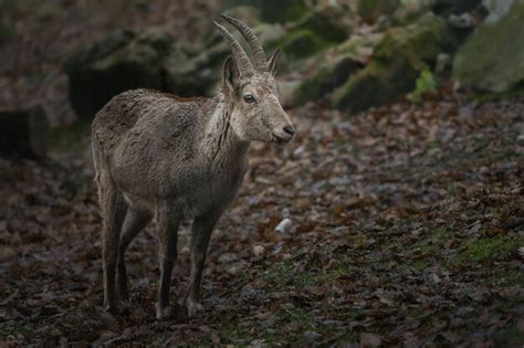 Premium Photo | Siberian ibex