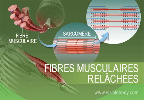 Contractions Musculaires Apprentissage De Lanatomie Musculaire