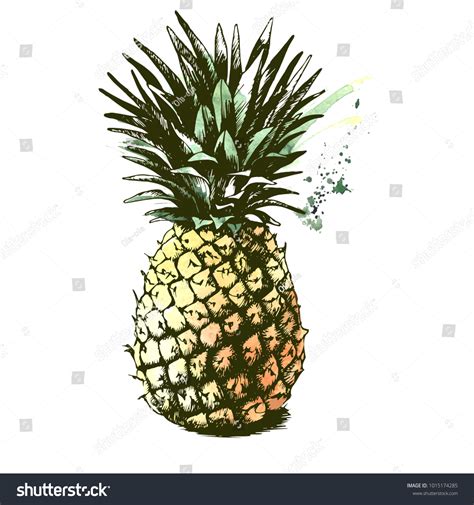 Vector Hand Drawn Pineapple Tropical Summer Stock Vector Royalty Free 1015174285 Shutterstock