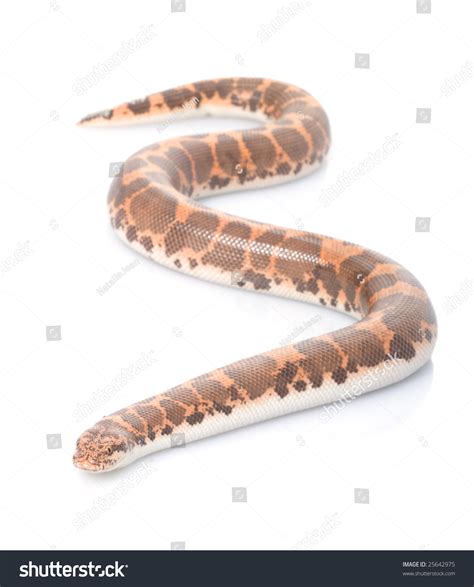 Male Kenyan Sand Boa Eryx Colubrinus Loveridgei Stock Photo 25642975