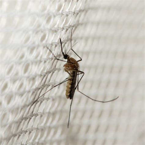 Get Rid Of Mosquitoes In Your Yard Effective Strategies Mosquito Misting Systems And Best