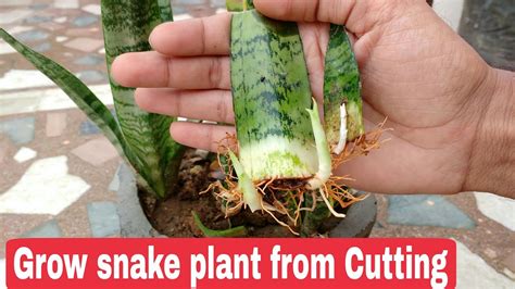 How To Take A Cutting From A Jade Plant