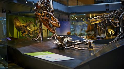 Dinosaurs | Natural History Museum