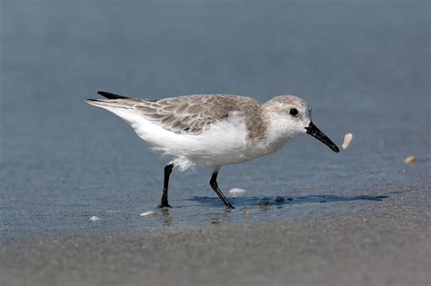 Sanibel Wildlife-035 | 862 Beach Road Sanibel Island