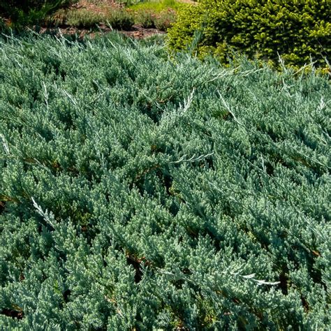 Wiltons Blue Rug Juniper