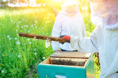 L Apiculteur Prend Le Cadre Avec Le Nid D Abeilles De La Ruche Photo