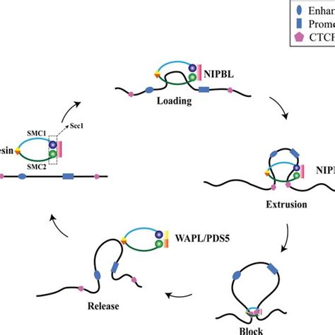 Mechanism Of Loop Extrusion Cohesin Acts As A Molecular Motor In The