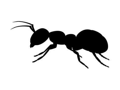 thousand ant side view royalty  images stock  pictures